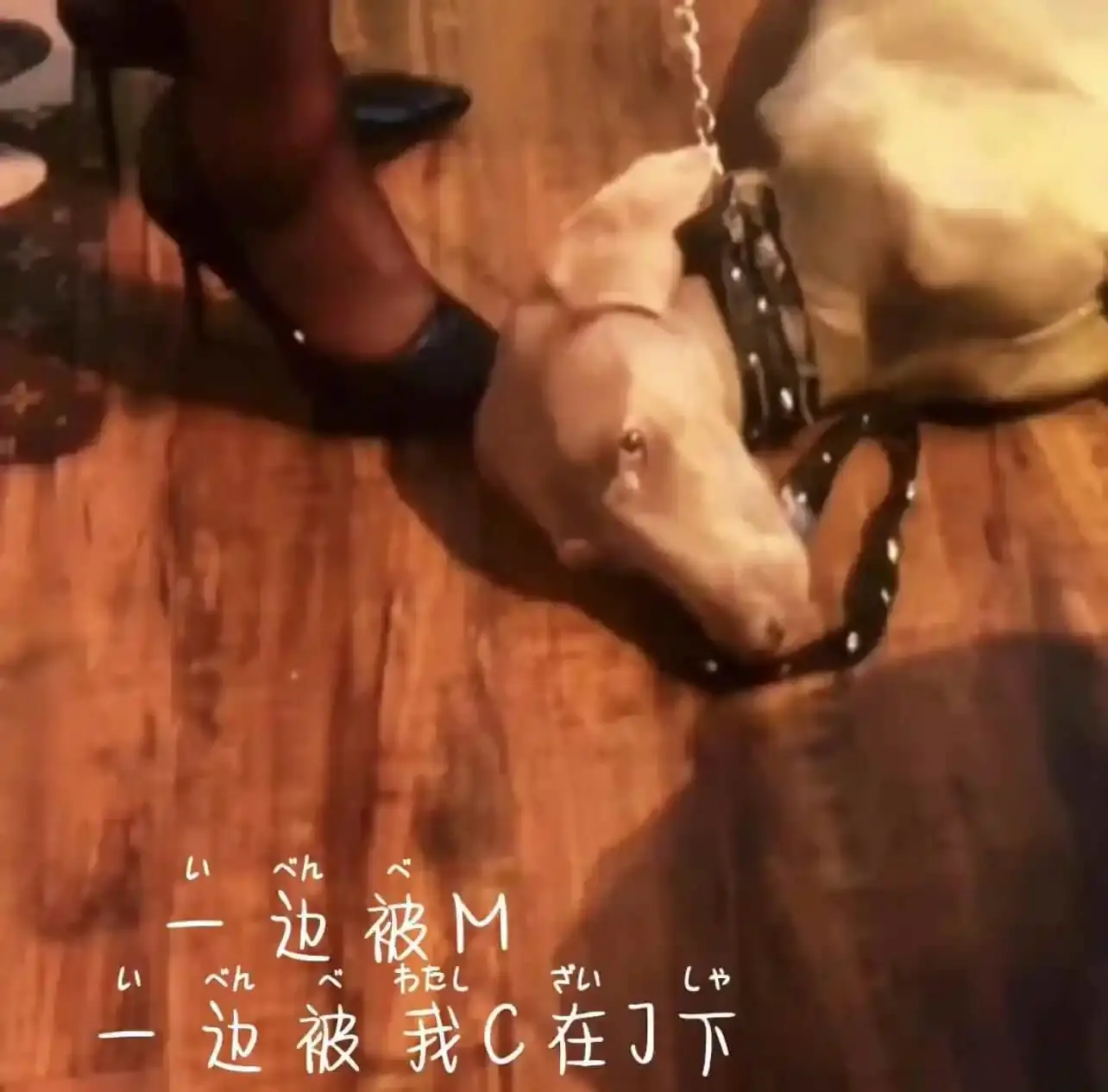 【西檬之家】-字母圈的践踏癖指南